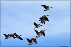 Branta canadensis maxima