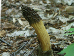 Morchella angusticeps