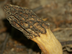 Morchella angusticeps