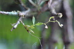 Epidendrum vincentinum