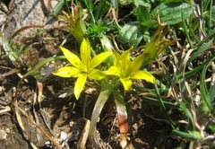 Gagea granatellii