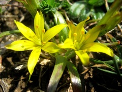 Gagea granatellii