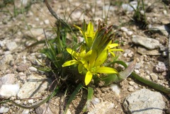 Gagea granatellii