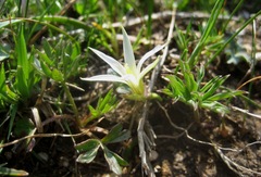 Romulea columnae