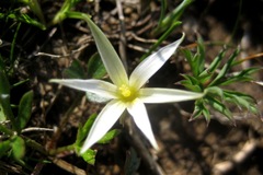 Romulea columnae
