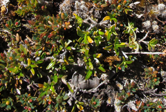 Coprosma cheesemanii
