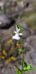 Nemesia rupicola