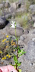Nemesia rupicola