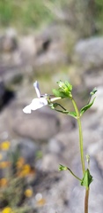 Nemesia rupicola