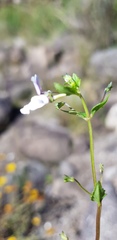Nemesia rupicola