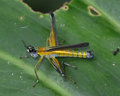 Eumastax simoni