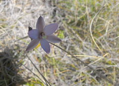 Thelymitra hatchii