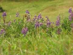 Lupinus