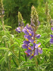 Lupinus
