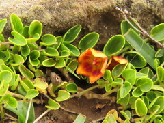 Philibertia lysimachioides