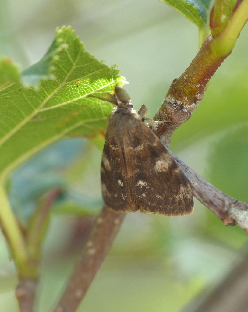 Orgyia rupestris