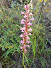 Satyrium macrophyllum