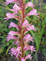 Satyrium macrophyllum
