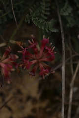 Astragalus monspessulanus