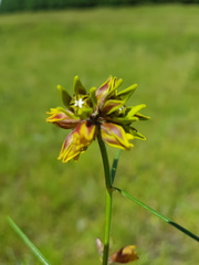 Periglossum