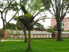 Archontophoenix