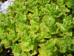 Phedimus stellatus