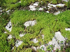 Phedimus stellatus