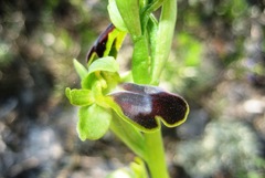 Ophrys fusca funerea