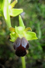Ophrys fusca funerea