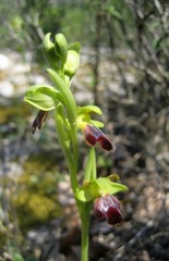 Ophrys fusca funerea