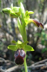 Ophrys fusca funerea