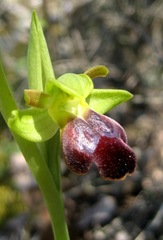 Ophrys fusca funerea