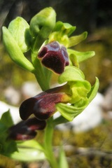 Ophrys fusca funerea
