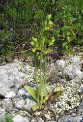 Ophrys fusca funerea