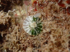 Parvocaulis