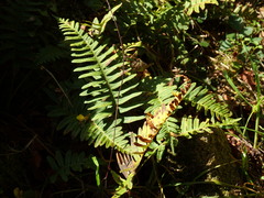 Polypodium interjectum