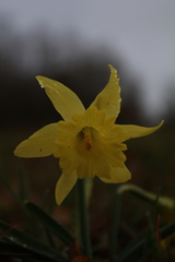 Narcissus minor