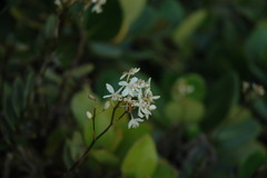 Epidendrum patens