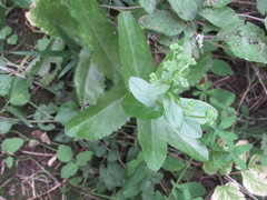 Hylotelephium maximum maximum