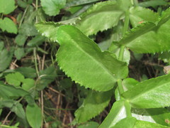 Hylotelephium maximum maximum