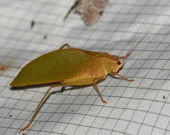 Phylloptera