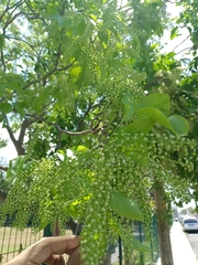 Melicoccus bijugatus