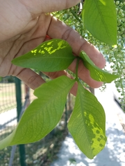 Melicoccus bijugatus