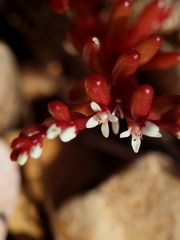 Sedum microcarpum