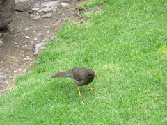 Turdus chiguanco