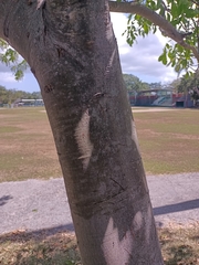 Melicoccus bijugatus