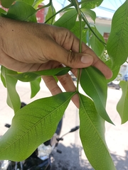 Melicoccus bijugatus