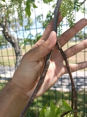 Melicoccus bijugatus