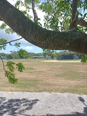 Melicoccus bijugatus