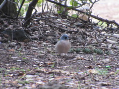 Fringilla coelebs africana